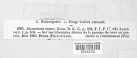 Rhizoctonia solani image